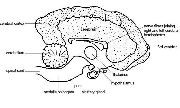 The canine brain - Hanne Grice Pet Training & Behaviour