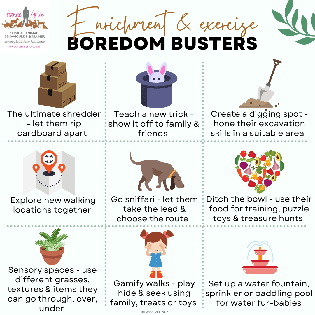 Exercise & enrichment - boredom busters - Hanne Grice Pet Training