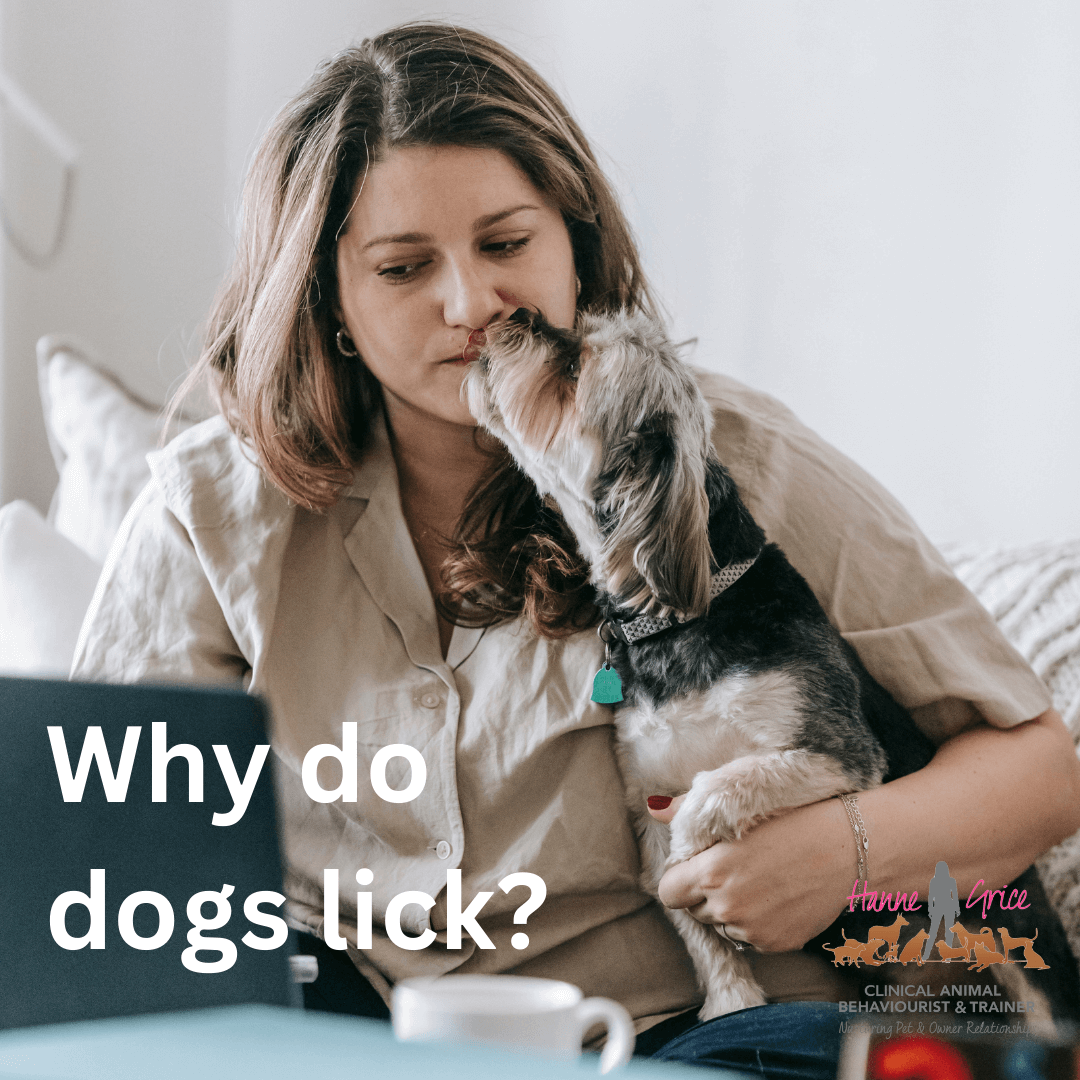 Why do dogs lick? Hanne Grice Pet Training & Behaviour