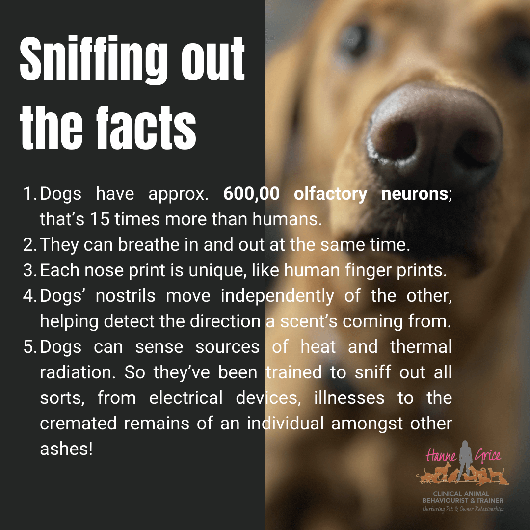 Dog Noses: Sniffing out the facts - Hanne Grice Pet Training & Behaviour
