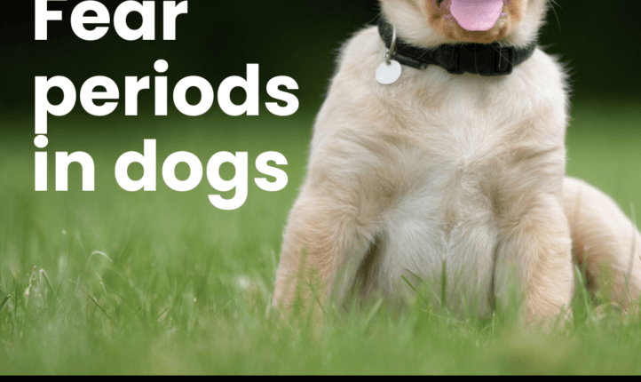 Puppy sitting in grass with the text “Fear periods in dogs” and “Puppy development does not run to a fixed timetable”.
