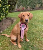 Exercise & enrichment - boredom busters - Hanne Grice Pet Training