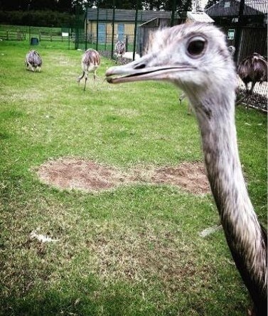 A close up of an ostrich photobombing a picture of two other ostriches