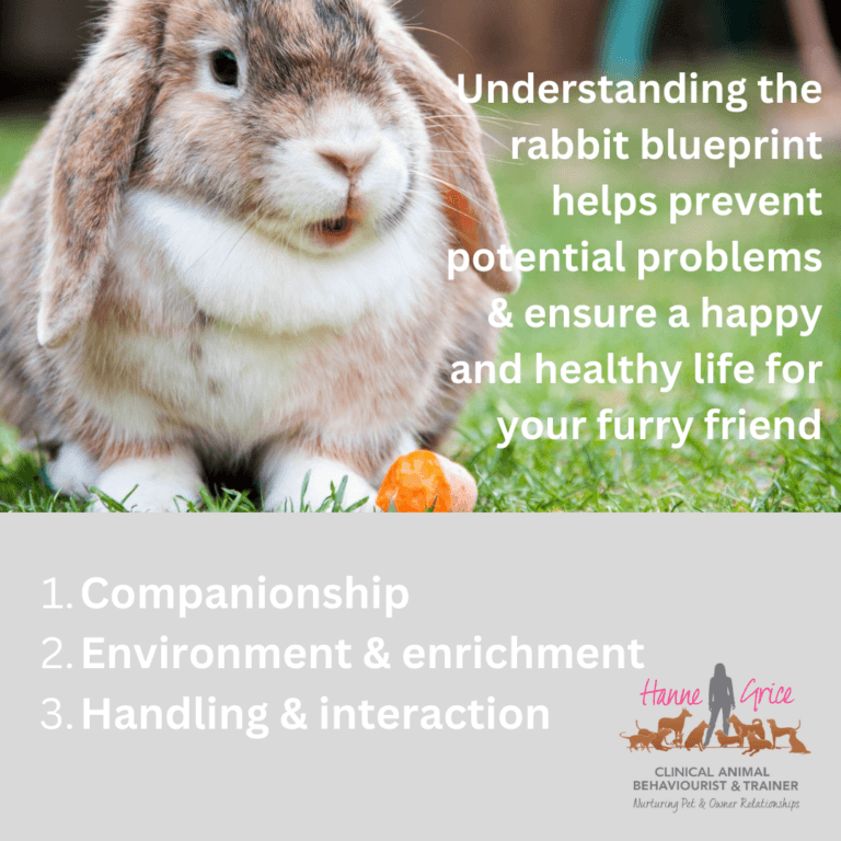 Understanding the Rabbit Blueprint: Enhancing Wellbeing and Avoiding ...