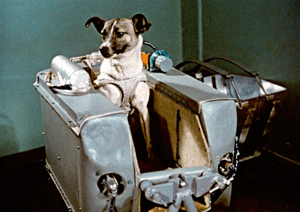 how long did laika live in space