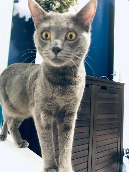 Understanding cats' whiskers Hanne Grice Pet Training & Behaviour