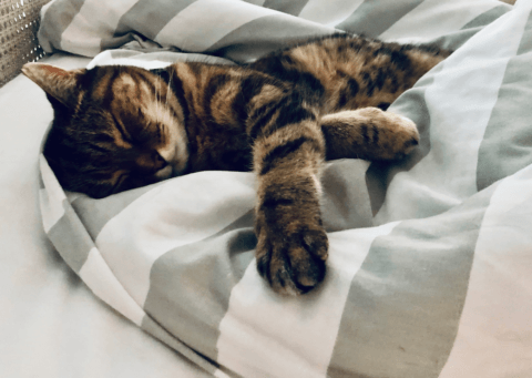 A cute cat sleeping