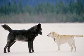 dog-and-wolf