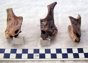 Dog bones found at Krasnosamarskoe. Copyright: Anthony D. and D. Brown from Journal of Anthropological Archaeology.