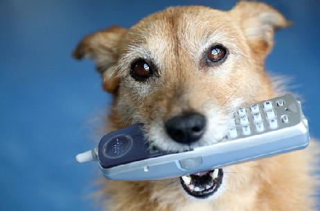 Dog and phone