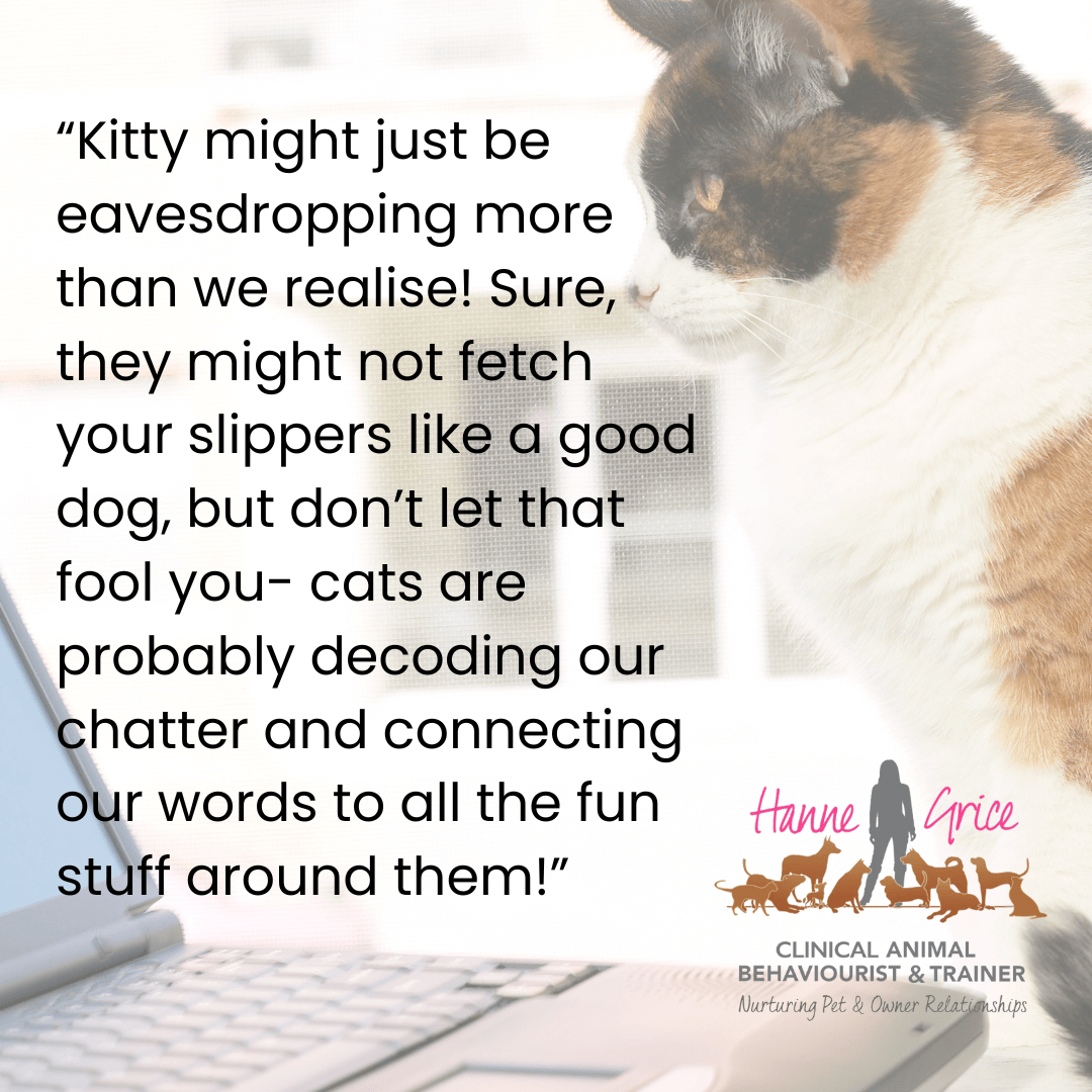 New Study Reveals Cats' Surprising Word Comprehension Abilities 