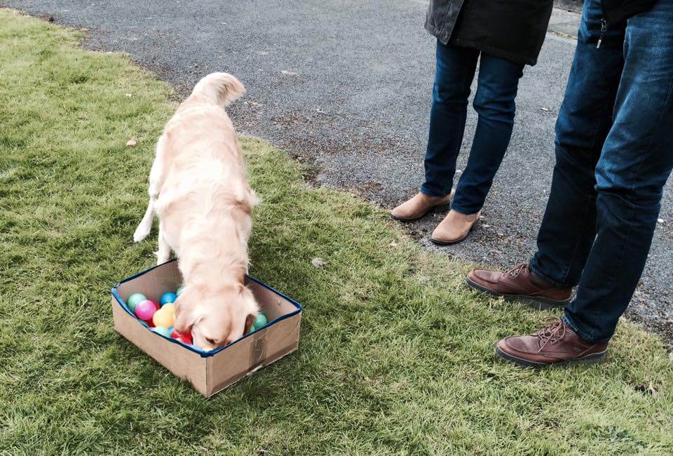 Playing with your dog some scent game ideas Hanne Grice Pet Training